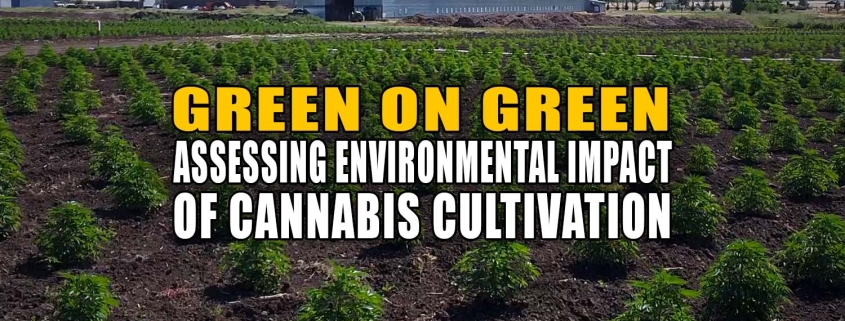 Fields cannabis plants grown with organic practices for Earthy Now. Cannabis processing facilities in background. Cannabis cultivation relates to environmental impacts.