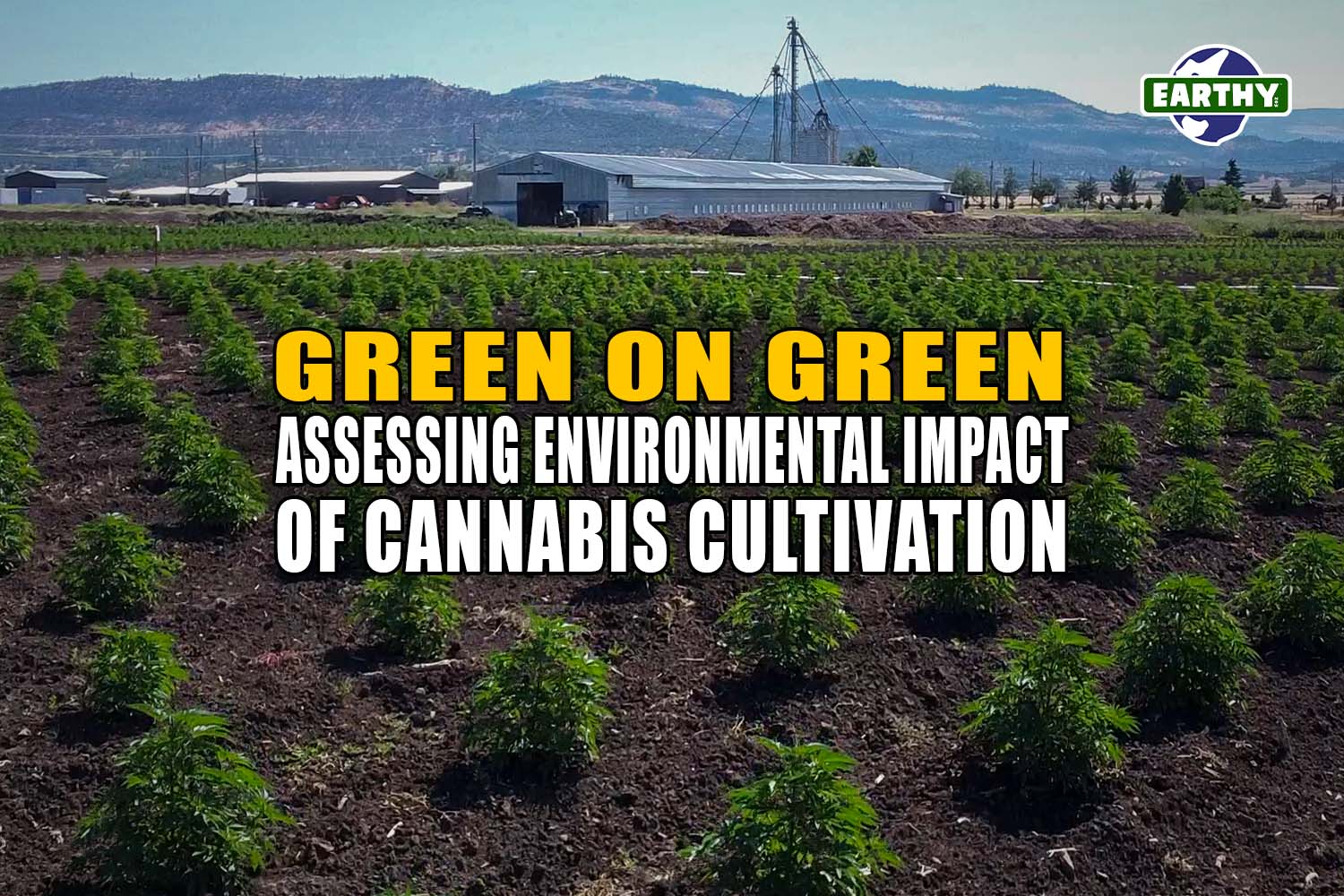 Fields cannabis plants grown with organic practices for Earthy Now. Cannabis processing facilities in background. Cannabis cultivation relates to environmental impacts.