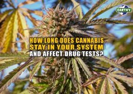 How Long Does Cannabis Stay in Your System and Affect Drug Tests? - Earthy Now