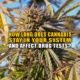 How Long Does Cannabis Stay in Your System and Affect Drug Tests? - Earthy Now