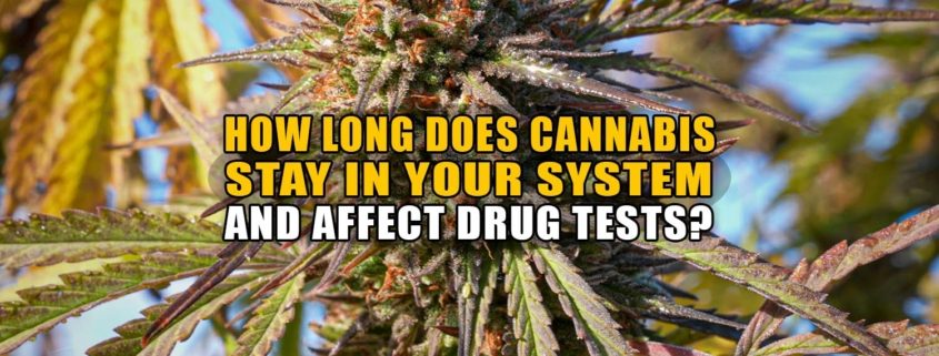 How Long Does Cannabis Stay in Your System and Affect Drug Tests? - Earthy Now