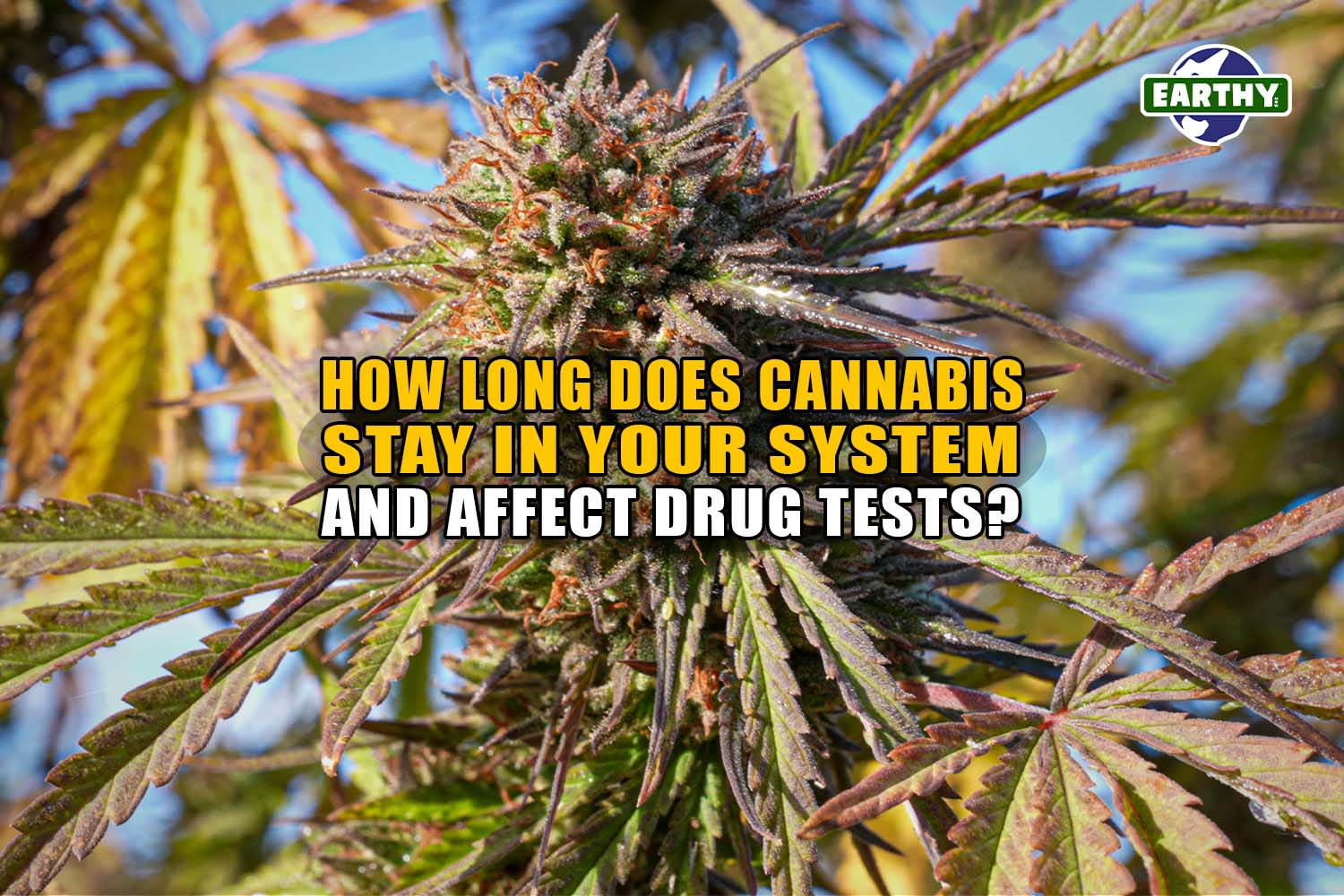 How Long Does Cannabis Stay in Your System and Affect Drug Tests? - Earthy Now