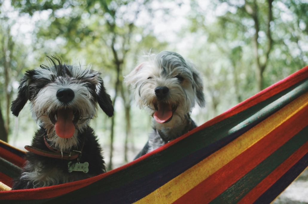 Two small fluffy dogs sit in hammock in the forest. Earthy Now CBD is related to pet wellness and healthy pet activity. 