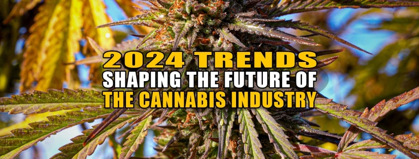 A cannabis bud on a plant outdoors. 2024 Trends Shaping the Future of the Cannabis Industry - Earthy Now