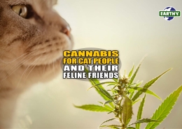 Cannabis for Cat People and Their Feline Friends - Earthy Now