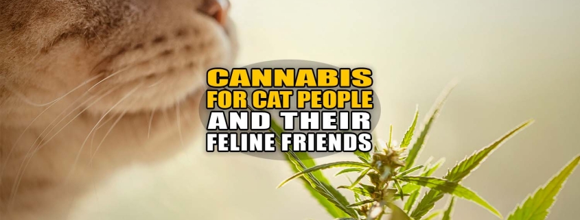 Cannabis for Cat People and Their Feline Friends - Earthy Now