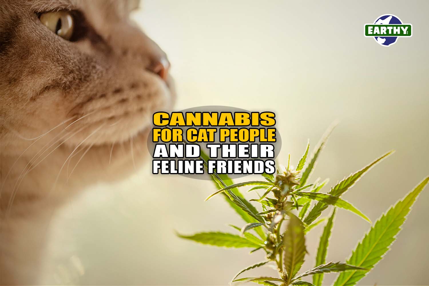 Cannabis for Cat People and Their Feline Friends - Earthy Now