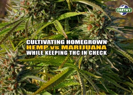 Cultivating Homegrown Hemp vs. Marijuana While Keeping THC in Check | Earthy Now