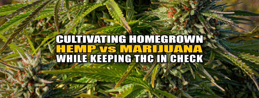 Cultivating Homegrown Hemp vs. Marijuana While Keeping THC in Check | Earthy Now