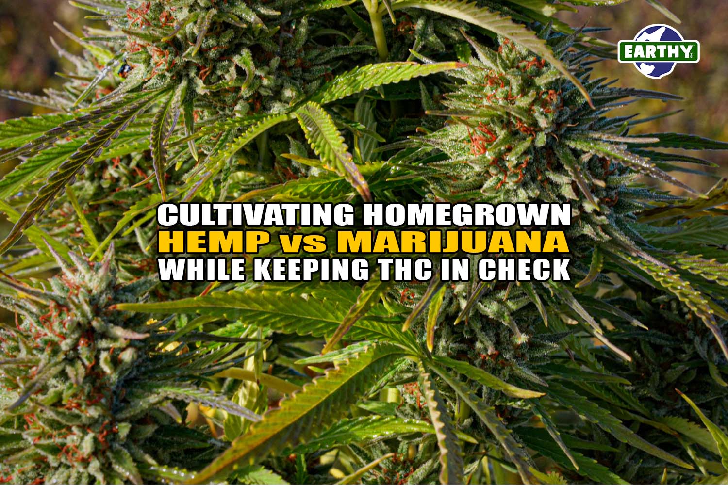 Cultivating Homegrown Hemp vs. Marijuana While Keeping THC in Check | Earthy Now