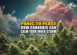 Cloudscape over a field of flowering cannabis plants. Panic to Peace: How cannabis can calm your inner storm - Earthy Now