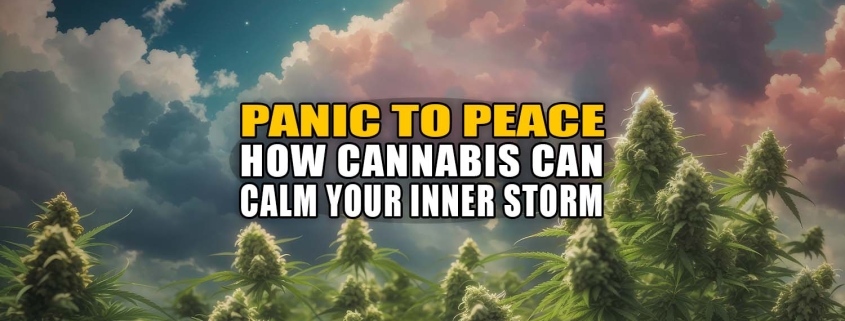 Cloudscape over a field of flowering cannabis plants. Panic to Peace: How cannabis can calm your inner storm - Earthy Now