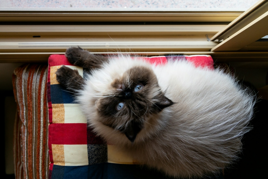 Persian cat beside a window looks up at camera. Cannabis for Cat People and Their Feline Friends